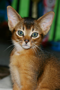 kitten
